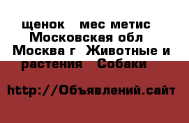 щенок 4 мес метис - Московская обл., Москва г. Животные и растения » Собаки   